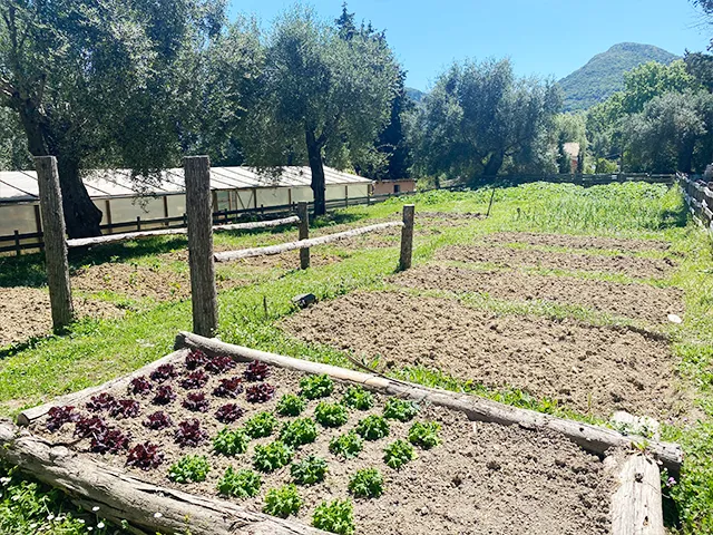 An allotment of salad and other produce being grown for the Courti Estate in Corfu.