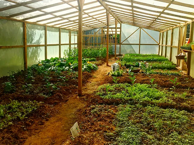 Produce being grown under a greenhouse in the Courti Estate grounds, Corfu.